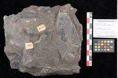 Foto (Objekt + Etikett) von Thaumatopteris muensteri Goeppert (NHMW-GEO-2024-0188-10517)